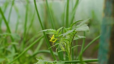 Serada organik domates yetiştiriyor. Domates çiçeği açar ve baharda meyve verir. Vejetaryen yemeği..