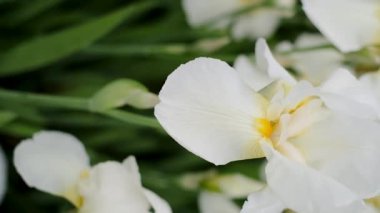 In spring, white irises bloomed in the garden. Commercial cultivation of irises.