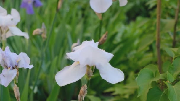 Het Voorjaar Bloeiden Witte Irissen Tuin Commerciële Teelt Van Irissen — Stockvideo