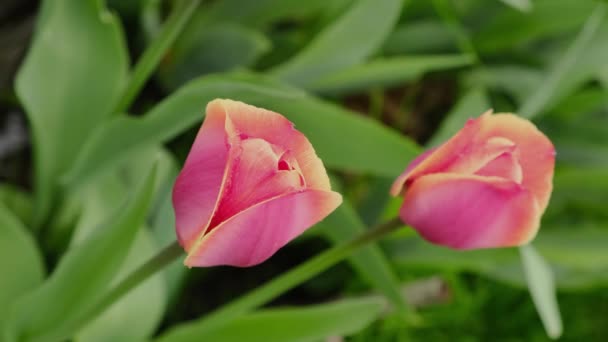 Red Tulips Bloomed Garden Spring Commercial Cultivation Tulips — Stockvideo