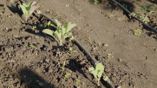 Crescer Repolho Orgânico Terreno Aberto Com Irrigação Por Gotejamento Cultivando — Vídeo de Stock