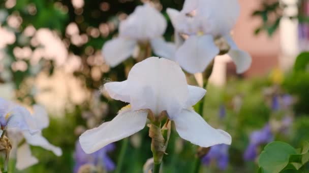 Spring White Irises Bloomed Garden Commercial Cultivation Irises — Stock Video