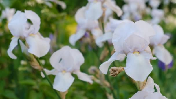 Навесні Саду Розквітли Білі Іриси Комерційне Вирощування Ірисів — стокове відео