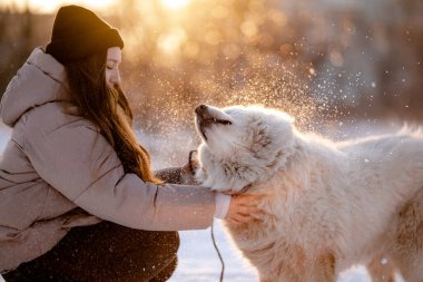 Kışın sevgili evcil hayvanı Samoyed ile parkta bir gölün kıyısında yürüyen bir kız. Kışın köpeği gezdiriyorum..