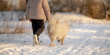 Kışın sevgili evcil hayvanı Samoyed ile parkta bir gölün kıyısında yürüyen bir kız. Kışın köpeği gezdiriyorum..