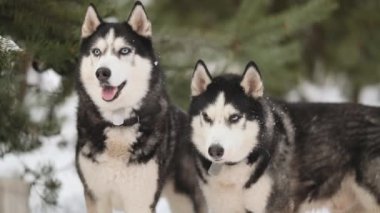 Kış ormanında iki Sibirya Huskisiyle yürümek. Sibirya Huskies 'e sevgi ve şefkat.