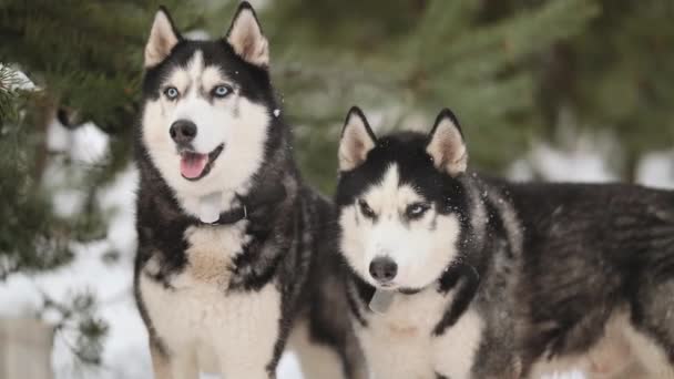 Caminhando Com Dois Huskies Siberianos Floresta Inverno Amor Carinho Pelos — Vídeo de Stock