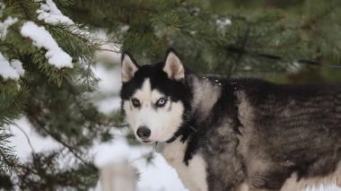 Kış ormanında iki Sibirya Huskisiyle yürümek. Sibirya Süvarilerine karşı sevgi.