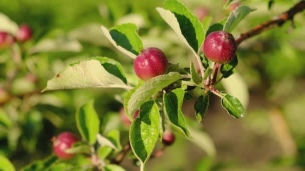 Jabłka Dojrzewają Drzewie Ogrodnictwo Rolnictwo Europie Uprawianie Sadu Jabłkowego — Wideo stockowe