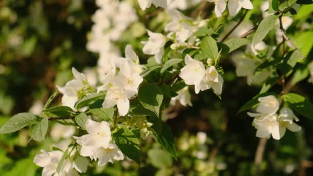Floreciente Rama Jazmín Atardecer Hermosas Flores Jazmín Blanco Como Nieve — Vídeos de Stock