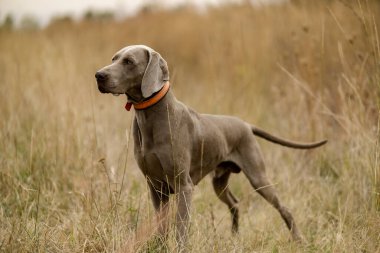 Weimaraner avda. Çiftleşen av köpekleri.