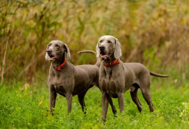 Weimaraner avda. Çiftleşen av köpekleri.