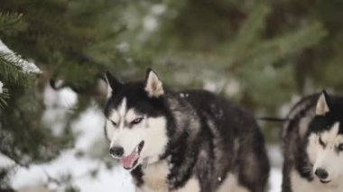 Kış ormanında iki Sibirya Huskisiyle yürümek. Sibirya Süvarilerine karşı sevgi.