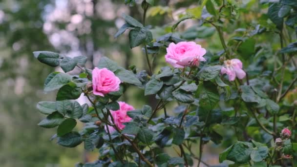 Nypon Blommar Våren Växande Rosenhöfter För Örtte — Stockvideo