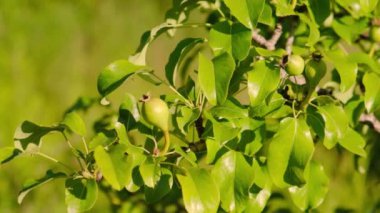 Yazın ağaç dallarında olgunlaşmış yeşil armutlar. Avrupa ve ABD 'de organik meyveler yetiştiriyor. Organik bahçe sübvansiyonları.