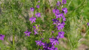 Yıllık dezenyum çiçekleri. Avrupa 'da bahçıvanlık.