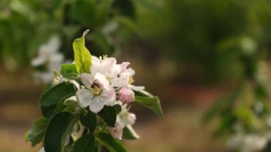 Elma ağacı baharda çiçek açar. Elma ağaçlarının dallarında beyaz çiçekler. Bahçıvanlık, Amerika 'da elma yetiştirme..