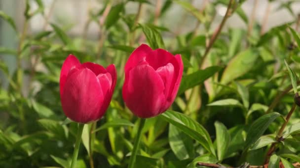 Red Tulips Bloomed Garden Spring Commercial Cultivation Tulips — Stok video