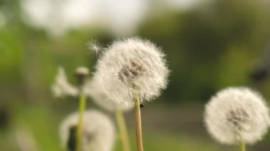 Olgun karahindiba tohumları. Tüylü karahindiba baharda bir çayırda yetişir. Bahar alerjisi.