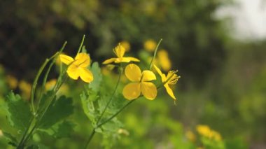 Baharda Chelidonium Majus çiçek açıyor. Bahar alerjisi. Ekolojik olarak temiz alanlar.