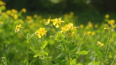Baharda Chelidonium Majus çiçek açıyor. Bahar alerjisi. Ekolojik olarak temiz alanlar.