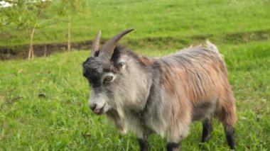 Genç ve güzel bir keçi baharda bir çayırda otlar. Kırsal bölgelerde keçi yetiştiriciliği. Keçi sütü ve keçi peyniri üretiyorlar..
