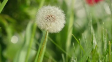 Olgun karahindiba tohumları. Tüylü karahindiba baharda bir çayırda yetişir. Bahar alerjisi.