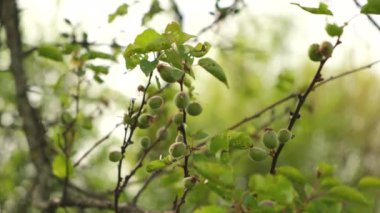 Baharda ağaç dallarında olgunlaşan yeşil kayısılar. Avrupa 'da bahçıvanlık, kayısı yetiştirme. İlkbaharda kayısı ağacı hastalıklarının tedavisi.