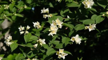 Gün batımında yasemin dalı açıyor. Güzel kar beyazı yasemin çiçekleri su damlalarında.