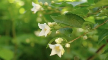 Gün batımında yasemin dalı açıyor. Güzel kar beyazı yasemin çiçekleri su damlalarında.