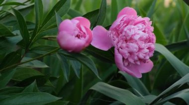 Pembe şakayıklar baharda bahçede çiçek açtı. Şakayık ticareti..