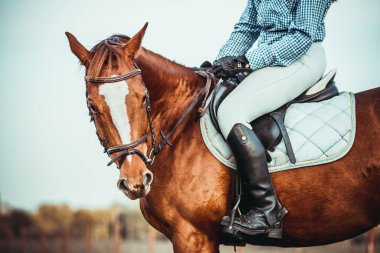 Genç bayan sporcu ata biniyor. Baharda sahada atlama eğitimi. At biniciliği. Sporda cinsiyet eşitliği.