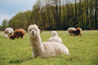 Alpakalar dağların yükseklerindeki çayırlarda otlar..