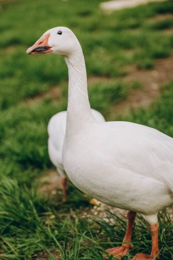 Yaban kazları yazın çayırlara uçup ot yiyorlar..