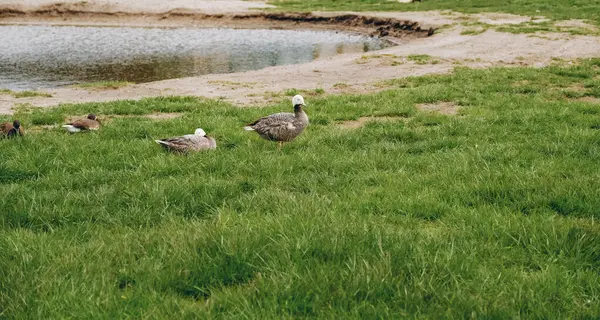 stock image Wild geese have flown to the meadow in summer and are eating grass.