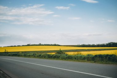 Yazın tarlalarda çiçek açan kolza tohumu.