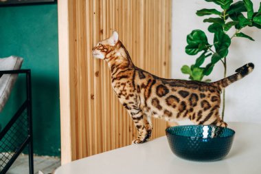 Bengal kedisi masaya atladı. Evcil hayvan sevgisi. Bengal kedisi eve giriyor..