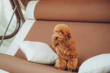 Kayısı kanişi yazın bir salıncakta dinleniyor. Sevgili pedel sallanıyor bahçede salıncakta.