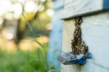 Arılar yazın uçar ve kovanlara geri döner. Bahçedeki kovanın yakınında arılar uçuşuyor..