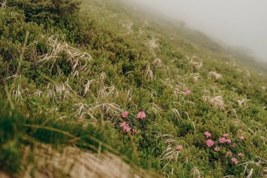 Dağ çiçekleri dağ yamacında. Alp çiçekleri açıyor. Pembe rhododendron dağlarda çiçek açtı.