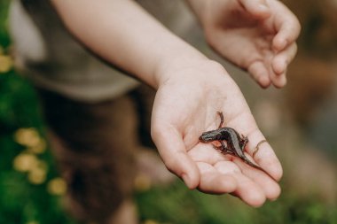 Erkek kaşif, yüksek bir dağ ormanında bir amfibi keşfetti. Dağlara yaz gezisi.