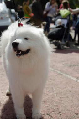 Güzel, sağlıklı köpek Samoyed husky bir yürüyüşe. Samoyed husky portre. Samoyed husky uluyor.