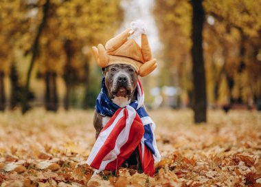 Parkta köpeği gezdiriyorum. Şükran Günü için hazırlanıyorum. Köpek Şükran Günü 'nde hindi şapkası giyerek parkta oturur. Amerikan zorba köpeğinin boynunda Amerikan bayrağı.