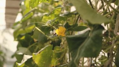 Tarım işi. Serada organik salatalık yetiştiriyor. Serada çiçek açan salatalıklar. Tarım sektöründe sübvansiyonlar.
