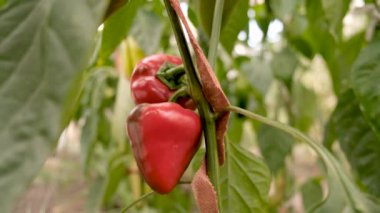 Yazın açık arazide organik kırmızı biber olgunlaşır. Avrupa 'da organik sebzeler yetiştiriyor.