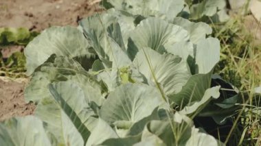 Lahana mahsulü sonbaharda olgunlaştı. Geç olgunlaşan lahanalar. Organik sebze yetiştiriyor..