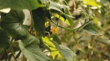 Tarım işi. Serada organik salatalık yetiştiriyor. Serada çiçek açan salatalıklar. Tarım sektöründe sübvansiyonlar.