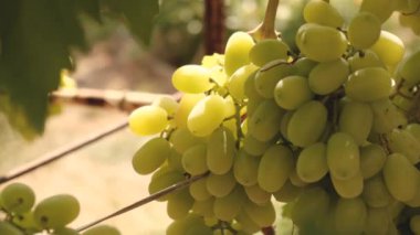 Üzüm hasadı. Sonbaharda olgunlaşan sarı üzümler.