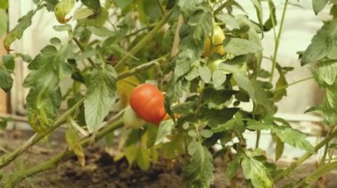 Bahçede domates yaz ürün. Çevre dostu domates.