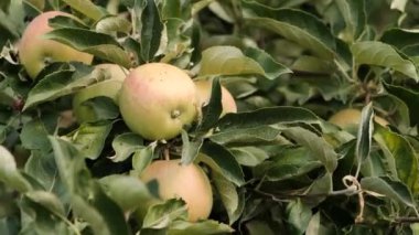 Bahçede organik yeşil elmalar yetiştiriyor. Elma olgunlaşma mevsimi. Sonbaharda elma hasatı.